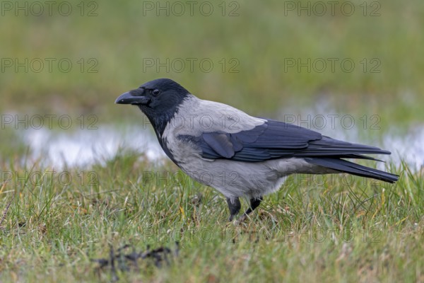 Mist crows (Corvus cornix) are very observant, intelligent birds and sense when observed, Meadow, Denmark