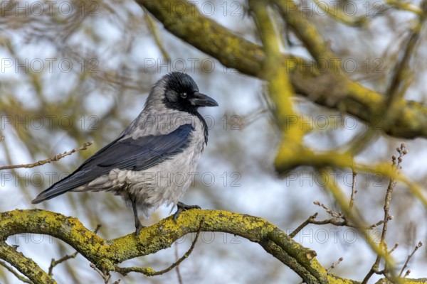 Cloudy crows (Corvus cornix) have very nice plumage on closer inspection, Denmark
