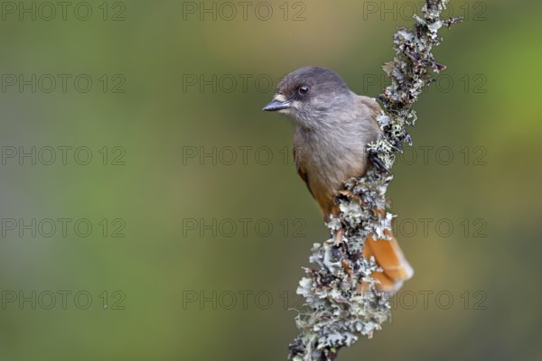 Accidental shark (Perisoreus infaustus) in FulufjÃ¤llet National Park, Lichen Branch, Sweden
