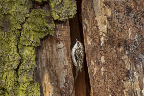 In contrast to nuthatches, the forest tree runner (Certhia familiaris) cannot run down tree trunks upside down, nesting site, Denmark