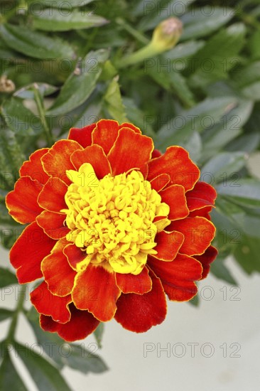 Bright orange blossom of Tagetes student flower (Tagetes erecta) in close-up under sunlight with dark background, in a garden, Wilnsdorf, North Rhine-Westphalia, Germany