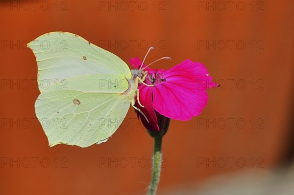 Lemon moth (Gonepteryx rhamny) on crown light clove or vexier clove (Lychnis coronaria), in a natural garden, Wilnsdorf, North Rhine-Westphalia, Germany