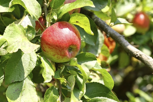 Apple (Malus), red-yellow ripe fruit on a branch of an apple tree, Wilnsdorf, North Rhine-Westphalia, Germany