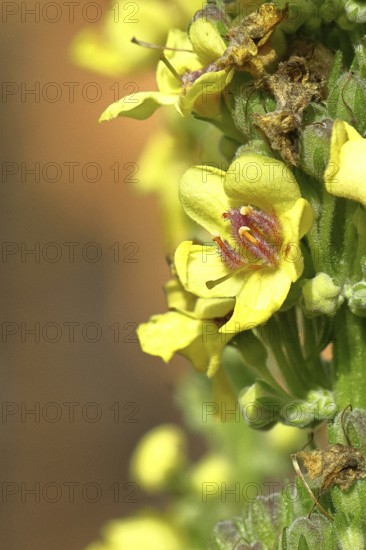 Black mullein (Verbascum nigrum), flowers, inflorescence, detailed view of single flower, in a natural garden, close-up, Wilnsdorf, North Rhine-Westphalia, Germany