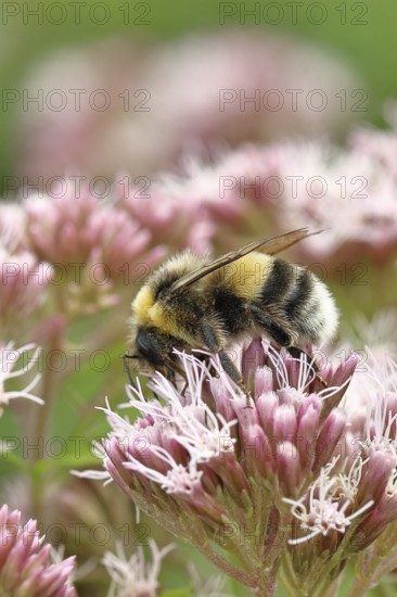 Forest bumblebee (Bombus sylvarum) sitting on common water can (Asteraceae), close-up, Wilnsdorf, North Rhine-Westphalia, Germany