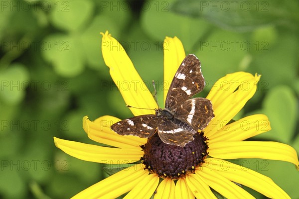 Map (Araschnia levana), summer generation, opened wings, on a flower of yellow coneflower (Echinacea paradoxa), in a natural environment in the wild, close-up, wildlife, insects, butterflies, butterflies, Wilnsdorf, North Rhine-Westphalia, Germany