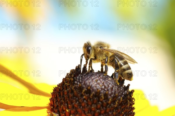 European honey bee (Apis mellifera), collecting nectar from a flower of yellow coneflower (Echinacea paradoxa), macro photo, Wilnsdorf, North Rhine-Westphalia, Germany