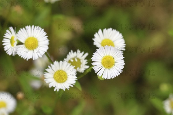 Annual professional herb (Erigeron annuus), white-yellow flowers on the roadside in the field, Wilnsdorf, North Rhine-Westphalia, Germany