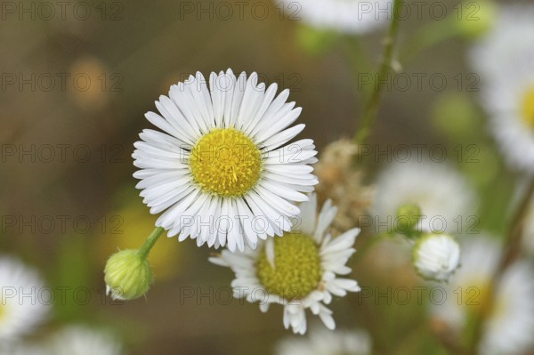Annual herb (Erigeron annuus), white-yellow flower on the roadside in the field, Wilnsdorf, North Rhine-Westphalia, Germany