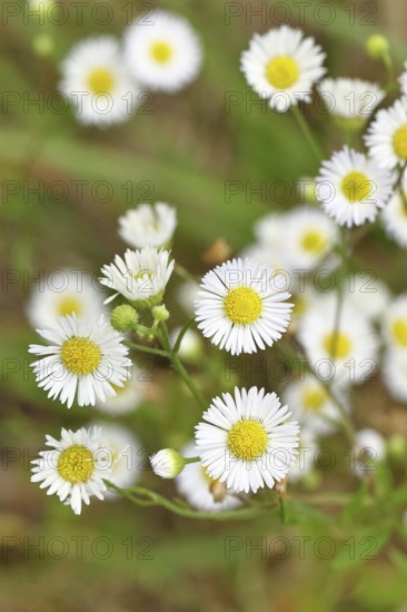 Annual professional herb (Erigeron annuus), white-yellow flowers on the roadside in the field, Wilnsdorf, North Rhine-Westphalia, Germany