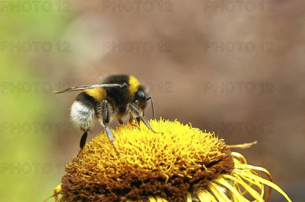 Bumblebee (Bombus terrestris) collecting nectar on a yellow flower of a large telekia (Telekia speciosa), Wilnsdorf, North Rhine-Westphalia, Germany