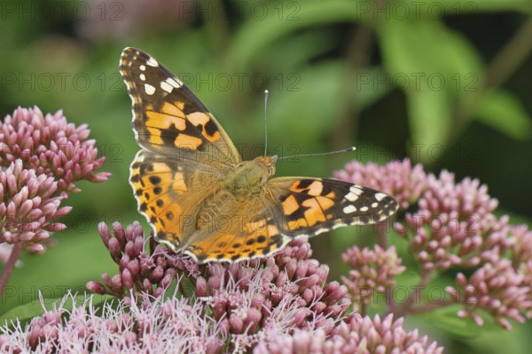 Safflower (Vanessa cardui) on a flower of the common water forest (Asteraceae) on a forest path, close-up, Wilnsdorf, North Rhine-Westphalia, Germany