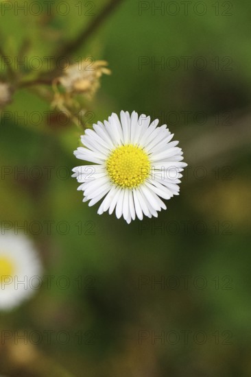 Annual herb (Erigeron annuus), white-yellow flower on the roadside in the field, Wilnsdorf, North Rhine-Westphalia, Germany