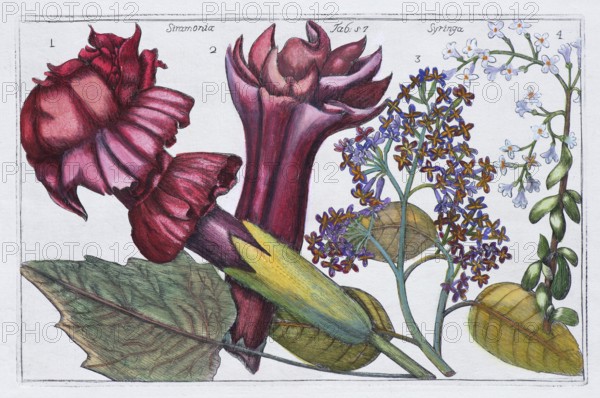 Poisonous stramonia or thorny apple (Datura) from the solanaceae family, hand-colored copper engraving after Mario Cammerari by Professor Filippo Arena from La Natura, Fiori fisicamente esposta, nature and culture of flowers, 1771, Palermo, Italy
