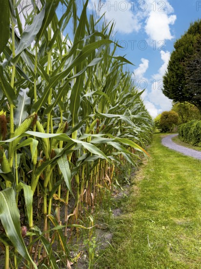View along the edge of corn field with tall tall corn plants, Germany