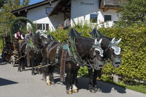 Decorated horses with carriage, brewery carriage, horse team, parade at Tegernsee, Rosstag, Rottach-Egern, Upper Bavaria, Bavaria, Germany