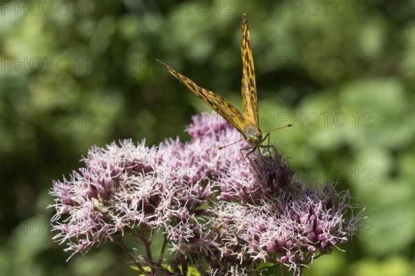 Pearl butterfly (Argynnis indet), butterfly on the flowers of a plant, close-up, wetland, Upper Bavaria, Bavaria, Germany
