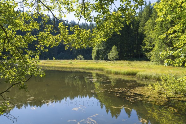 Landscape near Suttensee, wetland, Mangfall Mountains, Rottach-Egern, Upper Bavaria, Bavaria, Germany
