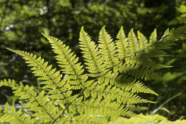 Fern in backlight, close-up, Upper Bavaria, Bavaria, Germany