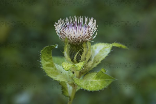 Close-up of a thistle, Upper Bavaria, Bavaria, Germany
