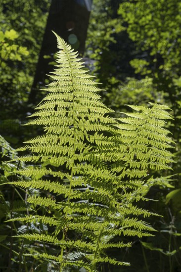 Fern in backlight, close-up, Upper Bavaria, Bavaria, Germany