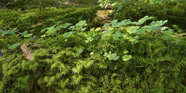 Clover (Trifolium) in the forest, clover leaves, clover view, Upper Bavaria, Bavaria, Germany