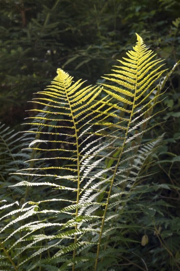 Fern against light, close-up, wetland, Mangfall Mountains, Rottach-Egern, Upper Bavaria, Bavaria, Germany