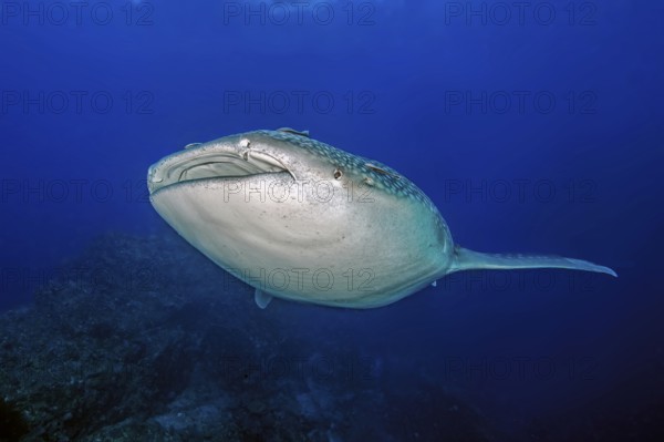 Underwater photo of Great Whale Shark (Rhincodon type) plankton-eater swimming past coral reef right in front of observer through blue sea, Pacific