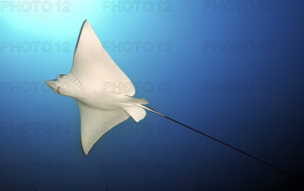 Underwater photo of bright white underside of spotted eagle ray (Aetobatus ocellatus) swimming in front of blue sea water blue background shining sun above, Indian Ocean, Indo-Pacific, Maldives