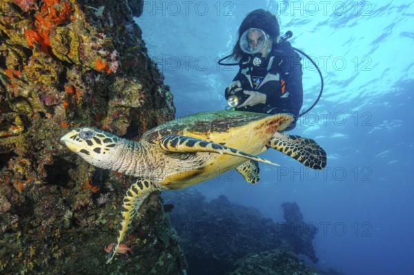 Underwater photo viewed up close by diver Hawksbill turtle (Eretmochelys imbricata) swimming on steep wall drop off of coral reef, Indian Ocean, Andaman Sea, Thailand