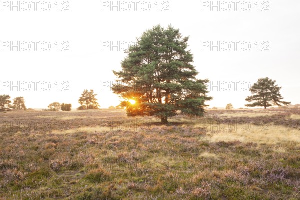 Glowing heath in the quiet summer evening of the Behringer Heide