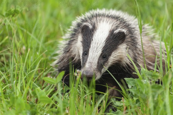 Quiet badger in the green grass of the LÃ¼neburger Heide