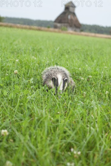 Quiet badger in the green grass of the LÃ¼neburger Heide