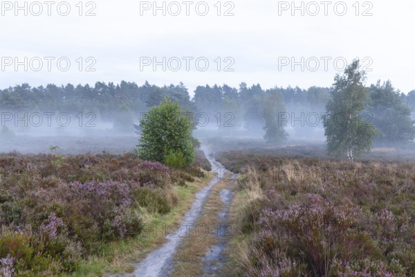 Soft morning fog in the Behringer Heide in late summer, early fog over the quiet LÃ¼neburger Heide in August