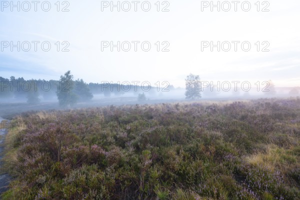 Soft morning fog in the Behringer Heide in late summer. Early fog over the quiet LÃ¼neburger Heide in August