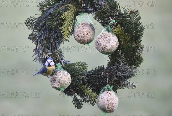 Blue tits (Cyanistes caeruleus) eat suet balls on a Christmas wreath, Schleswig-Holstein, Germany
