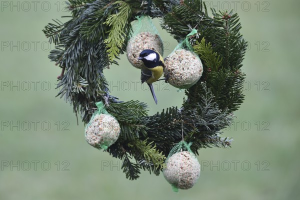 Great tit, (Parus major) eats suet dumplings on a Christmas wreath, Schleswig-Holstein, Germany