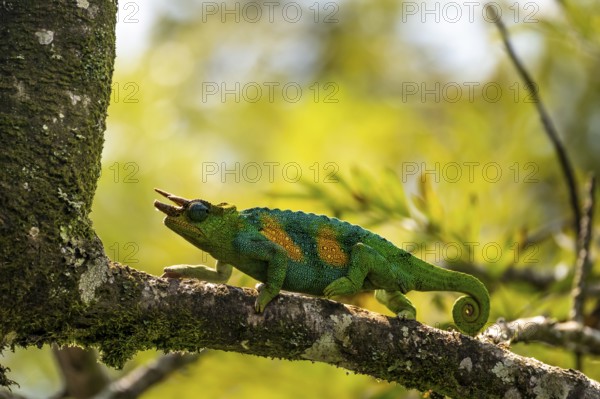 Three-horned chameleon (Trioceros jacksonii), male, Bwindi Impenetrable Forest National Park, Uganda