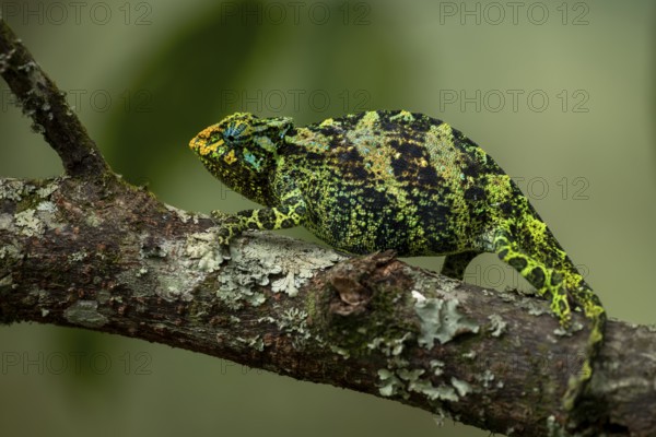 Three-horned chameleon (Trioceros jacksonii), female, Bwindi Impenetrable Forest National Park, Uganda
