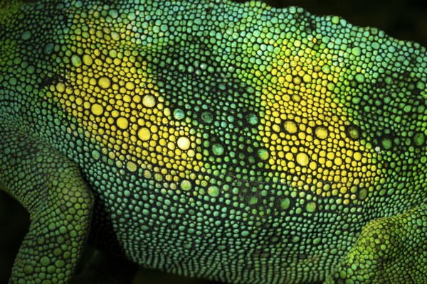 Detail, skin of a three-horned chameleon (Trioceros jacksonii), male, Bwindi Impenetrable Forest National Park, Uganda