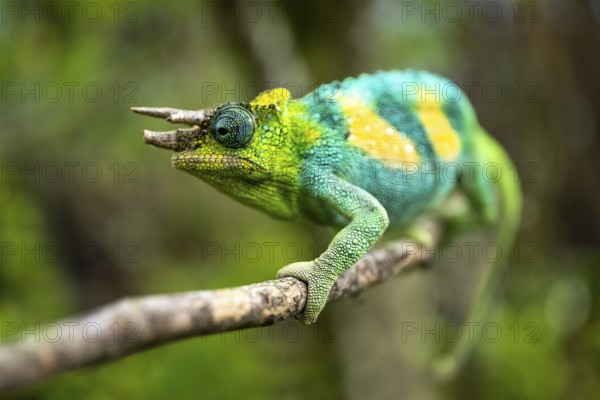 Three-horned chameleon (Trioceros jacksonii), male, Bwindi Impenetrable Forest National Park, Uganda