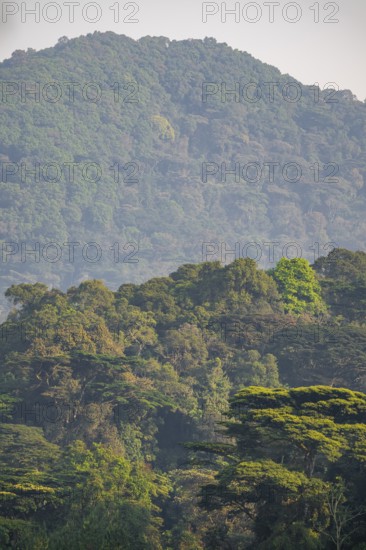 Rainforest, jungle, Bwindi Impenetrable Forest National Park, Uganda