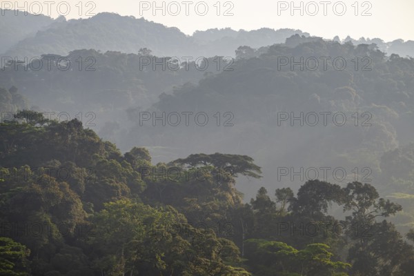 Rainforest, jungle, Bwindi Impenetrable Forest National Park, Uganda