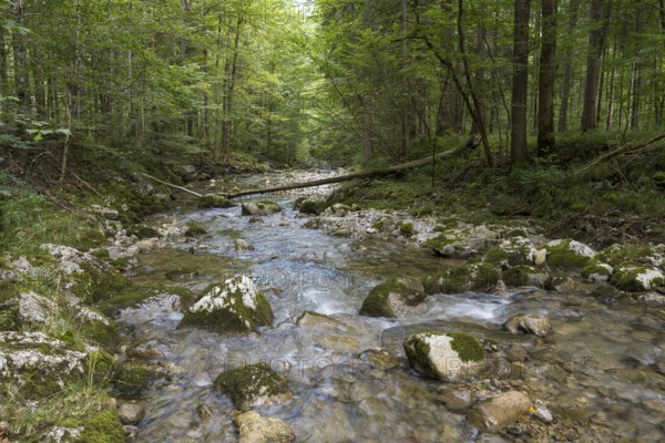 River Rottach, Gebirgsflussw im Wald, Rottach-Egern, Mangfall Mountains, Upper Bavaria, Bavaria, Germany
