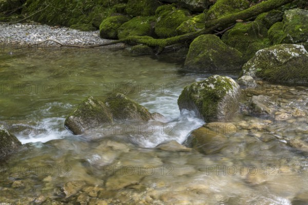 Rottach river, mountain river in the forest, Rottach-Egern, Mangfall Mountains, Upper Bavaria, Bavaria, Germany
