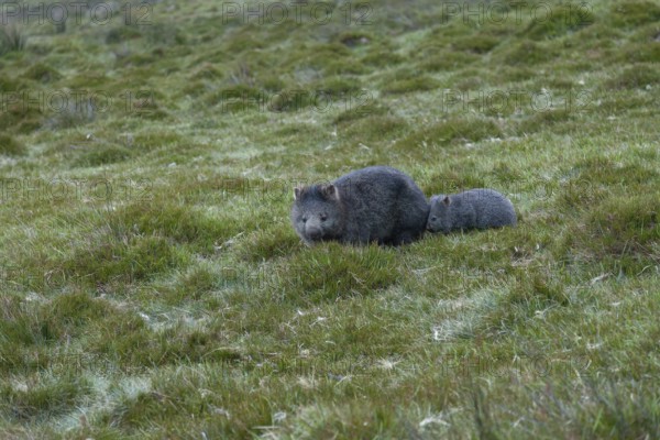 Wombat baby follows his mother in the grasslands of Cradle Mountains National Park in Tasmania, Australia