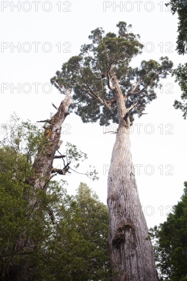 A very large and old King Billy pine (Athrotaxis selaginoides) an ancient conifer in Cradle Mountains National Park, Tasmania, Australia