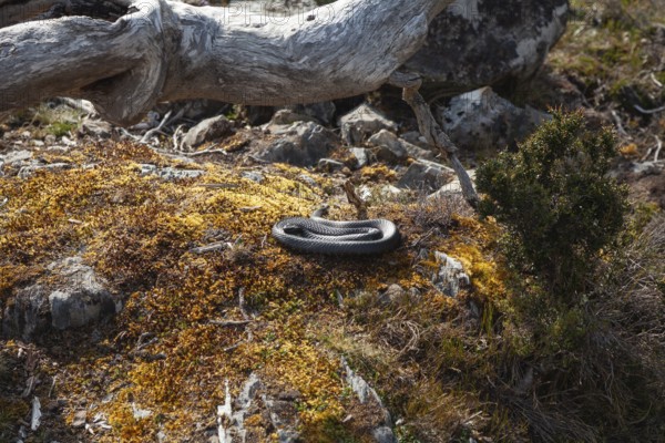 Curled snake (Tiger Snake) in the sun on the way in Cradle Mountains National Park, Tasmania, Australia