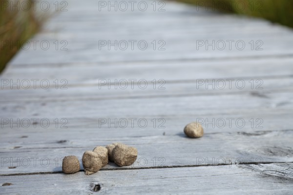 Cube-shaped wombat poop on the hiking wooden walkway in Cradle Mountain National Park in Tasmania, Australia