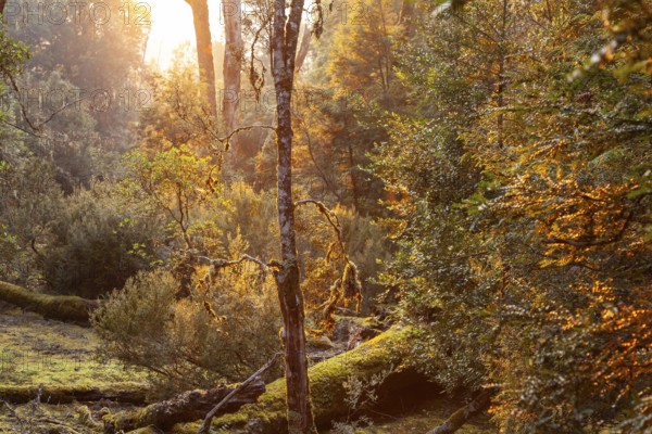 Tasmanian deciduous tree (Nothofagus gunnii) at sunrise, with illuminated sun and beautiful morning atmosphere in the forest of the Cradle Mountains National Park, Tasmania